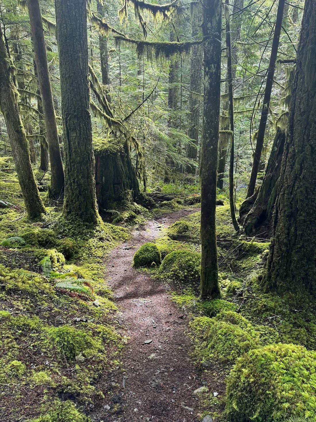 A path in the forest