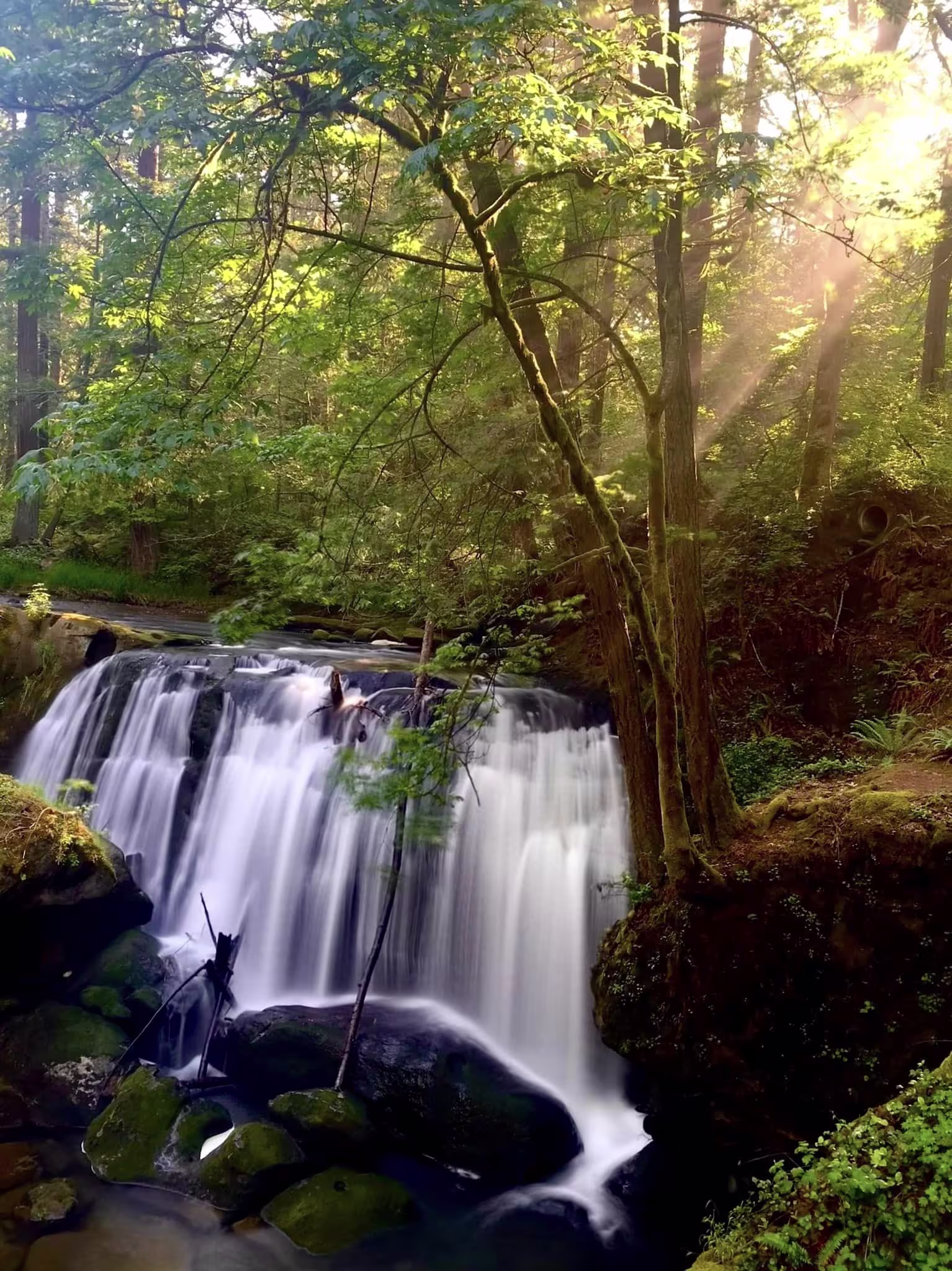 A waterfall in the forest